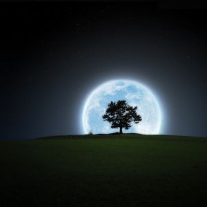 Mondlicht Baum Landschaft