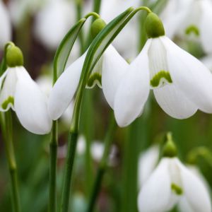 Schneeglöckchen