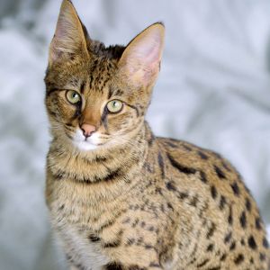 Gepunkteter Katzen Hintergrund