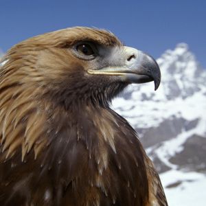 Majestätischer Goldener Adler