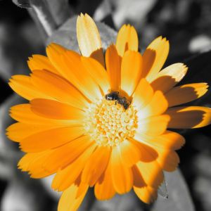 Lebendige Orange Blume mit Biene