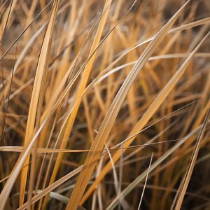 Goldene Grastextur
