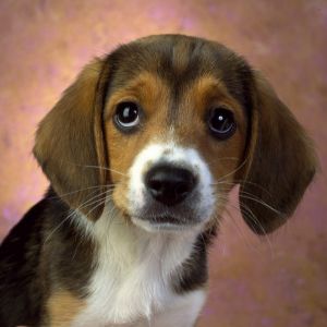 Niedlicher Beagle Welpe