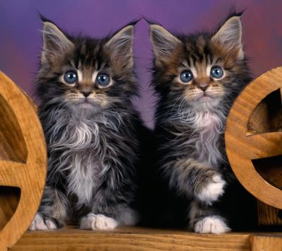 Niedliche Maine Coon Kätzchen