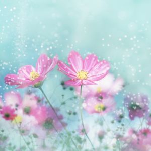 Schöne Rosa Blumen