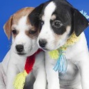 Niedliche Welpen mit Bunten Schals