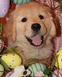 Niedlicher Golden Retriever Welpe