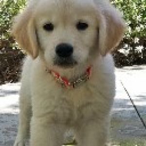 Süßer Golden Retriever Welpe