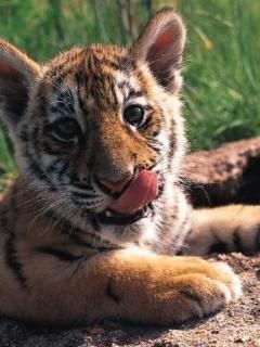Niedlicher Tigerjunges