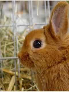 Niedlicher Brauner Hase