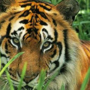 Majestätischer Tiger im Gras
