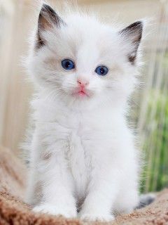 Niedliche Weiße Katze