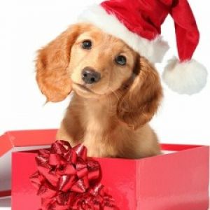 Niedlicher Welpe im Weihnachtsmann-Hut