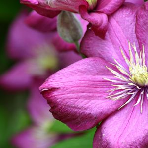Lebendige Rosa Blume