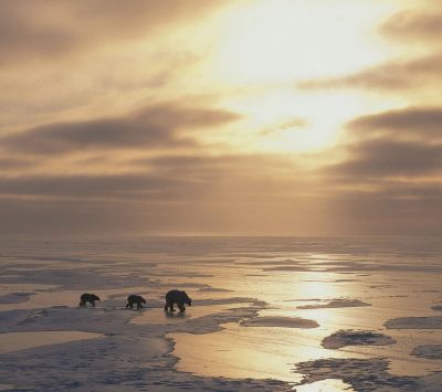 Eisbären bei Sonnenuntergang