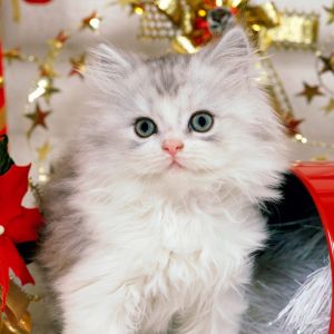 Süßes Weihnachtskätzchen