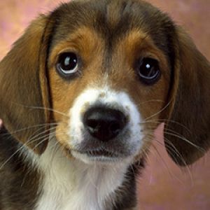 Niedlicher Beagle Welpe