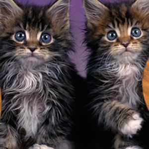 Niedliche Maine Coon Kätzchen