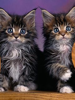 Niedliche Maine Coon Kätzchen