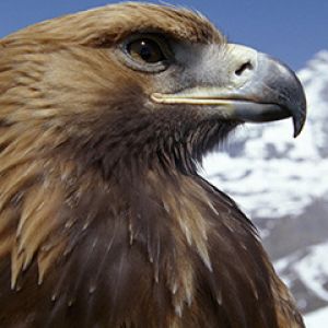 Majestätischer Steinadler