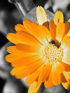 Lebendige Orange Blume