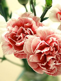 Schöne Rosa Nelken