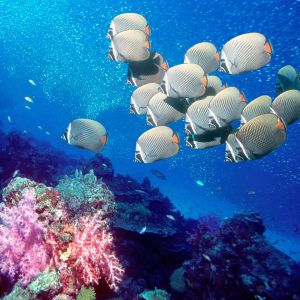 Bunte Fische am Korallenriff