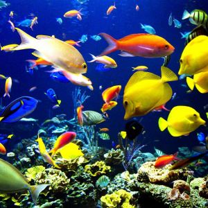 Bunte tropische Fische