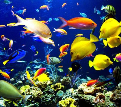 Bunte tropische Fische