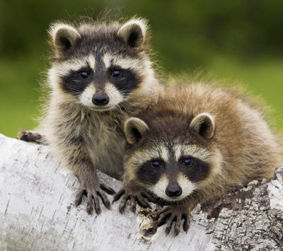 Niedliche Waschbärbabys