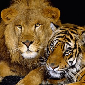 Löwe und Tiger Zusammen