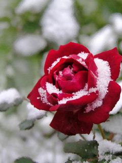 Schneebedeckte Rote Rose