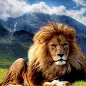 Majestätischer Löwe in der Natur
