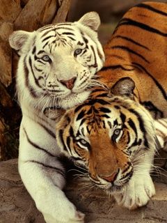 Majestätische Tiger Zusammen
