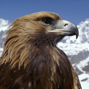 Majestätischer Steinadler
