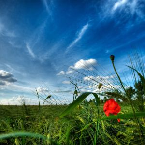 Lebendiger Mohn in Grüne Feld