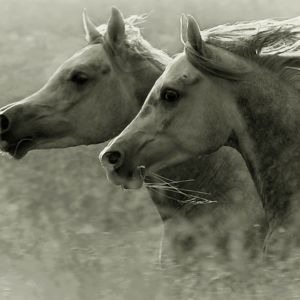 Majestätische Pferde im Lauf