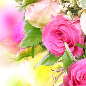 Schöne Rosa Rosen