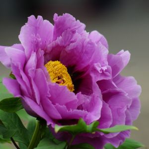 Lebendige Lila Blume