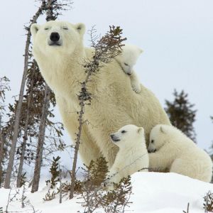 Familie der Eisbären