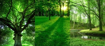 Üppige Grüne Wälder und Sonnenlicht