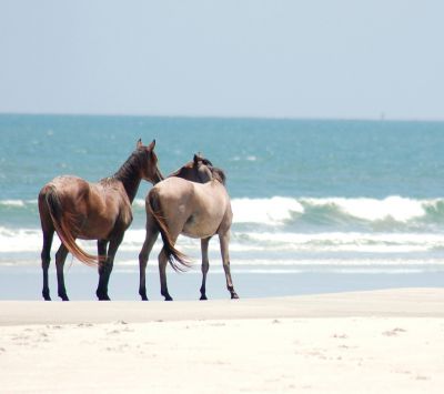 Pferde am Strand