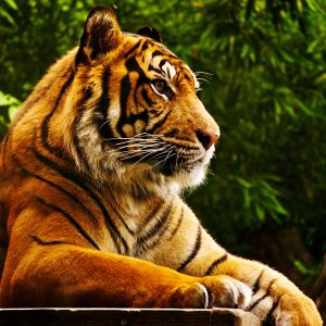 Majestätischer Tiger in der Natur