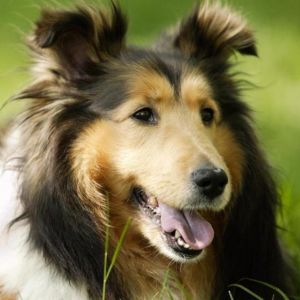 Süßer Collie Hund