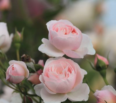 Schöne Rosa Rosen