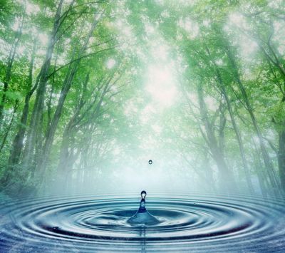 Wassertropfen im Wald