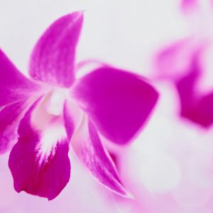 Schöne rosa Orchidee