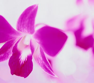 Schöne rosa Orchidee