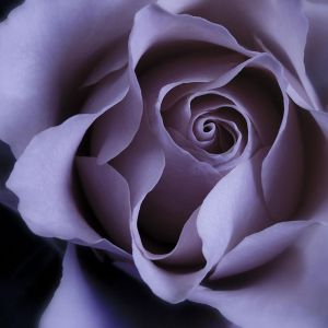 Elegante Lila Rose