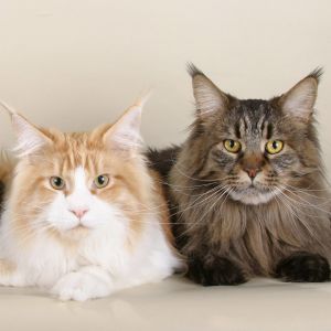 Maine Coon Katzen